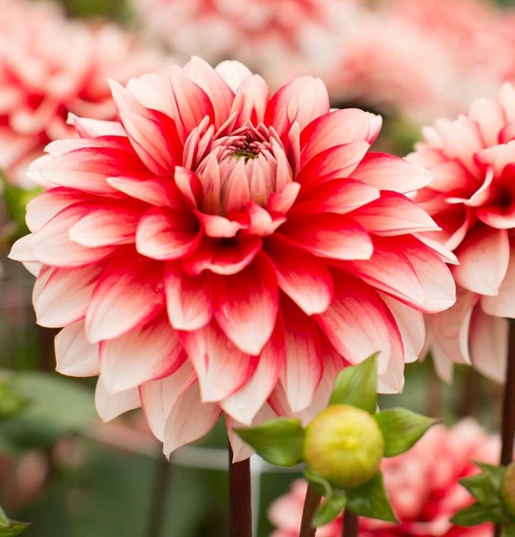 Минивитрина Георгин Ларрис Лав (15 шт)