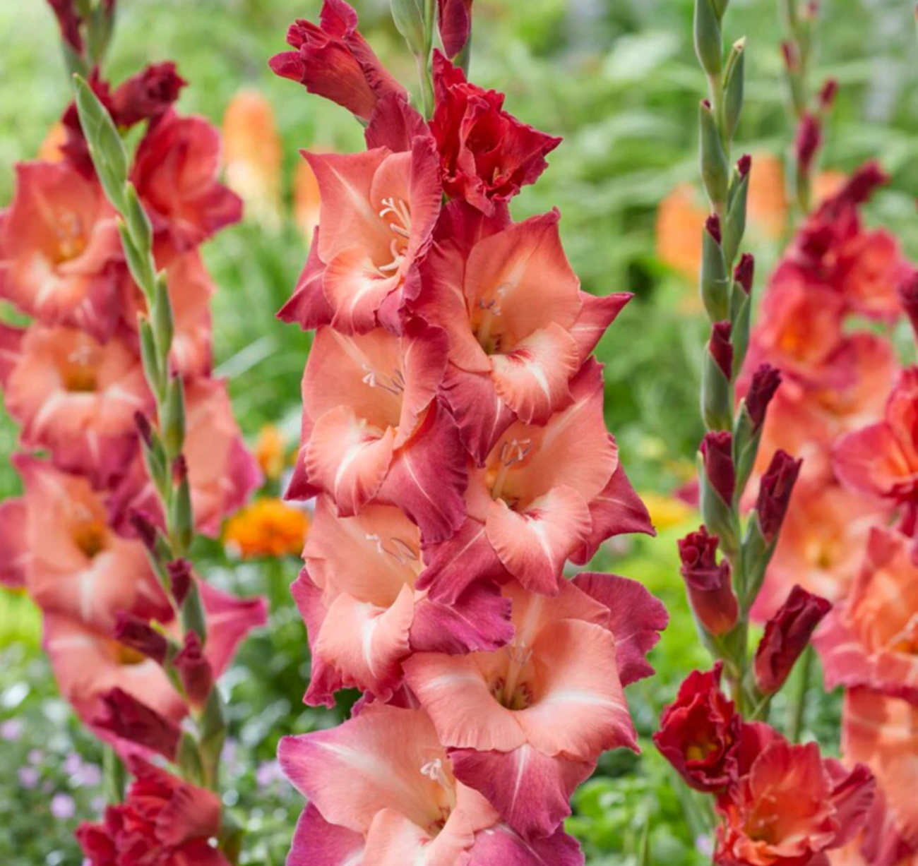 Гладиолус Окасо (8 шт)