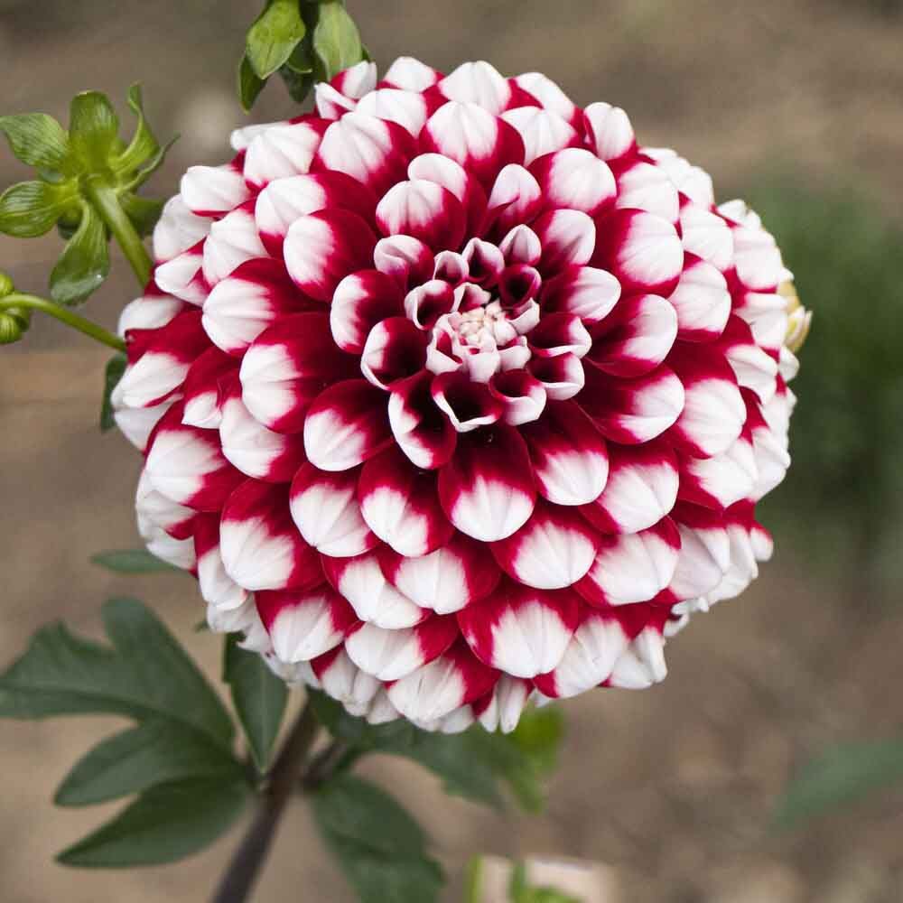 Георгин Чекерс (1 шт)