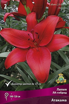 Лилия Атакама (5 шт)