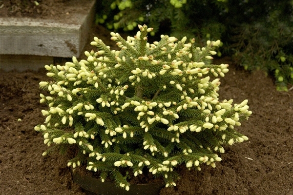 Ель восточная Голден Старт C1.5