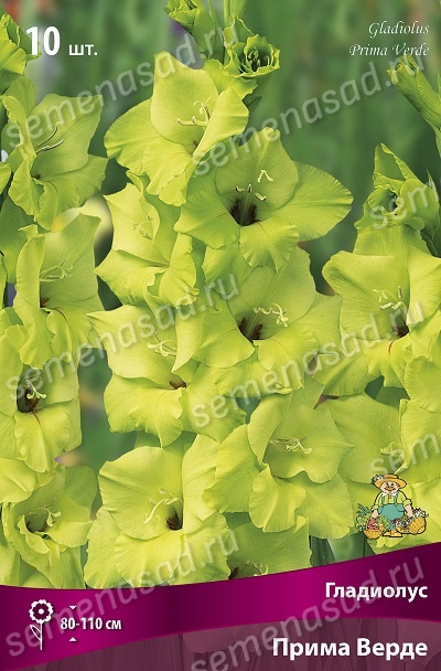 Гладиолус Прима Верде (10 шт)