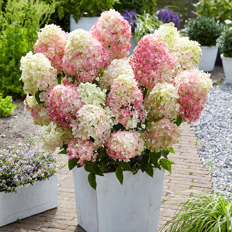 Гортензия Бобо (коробка) 20шт