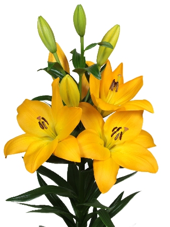 Лилия Мурано (7 шт)