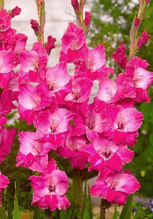 Гладиолус Фэйртейл Пинк (8 шт)