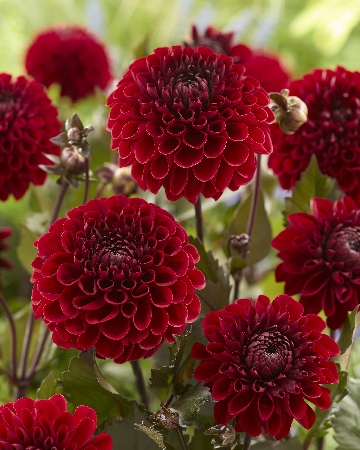 Георгин Баккара (1 шт)