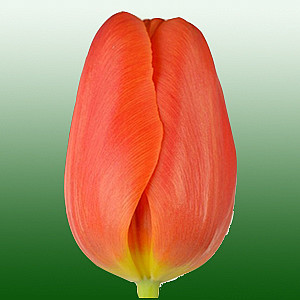 Тюльпан Оранж джус (8 шт)