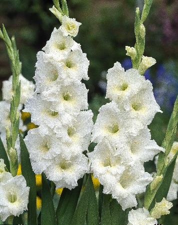 Гладиолус Белый (10 шт)