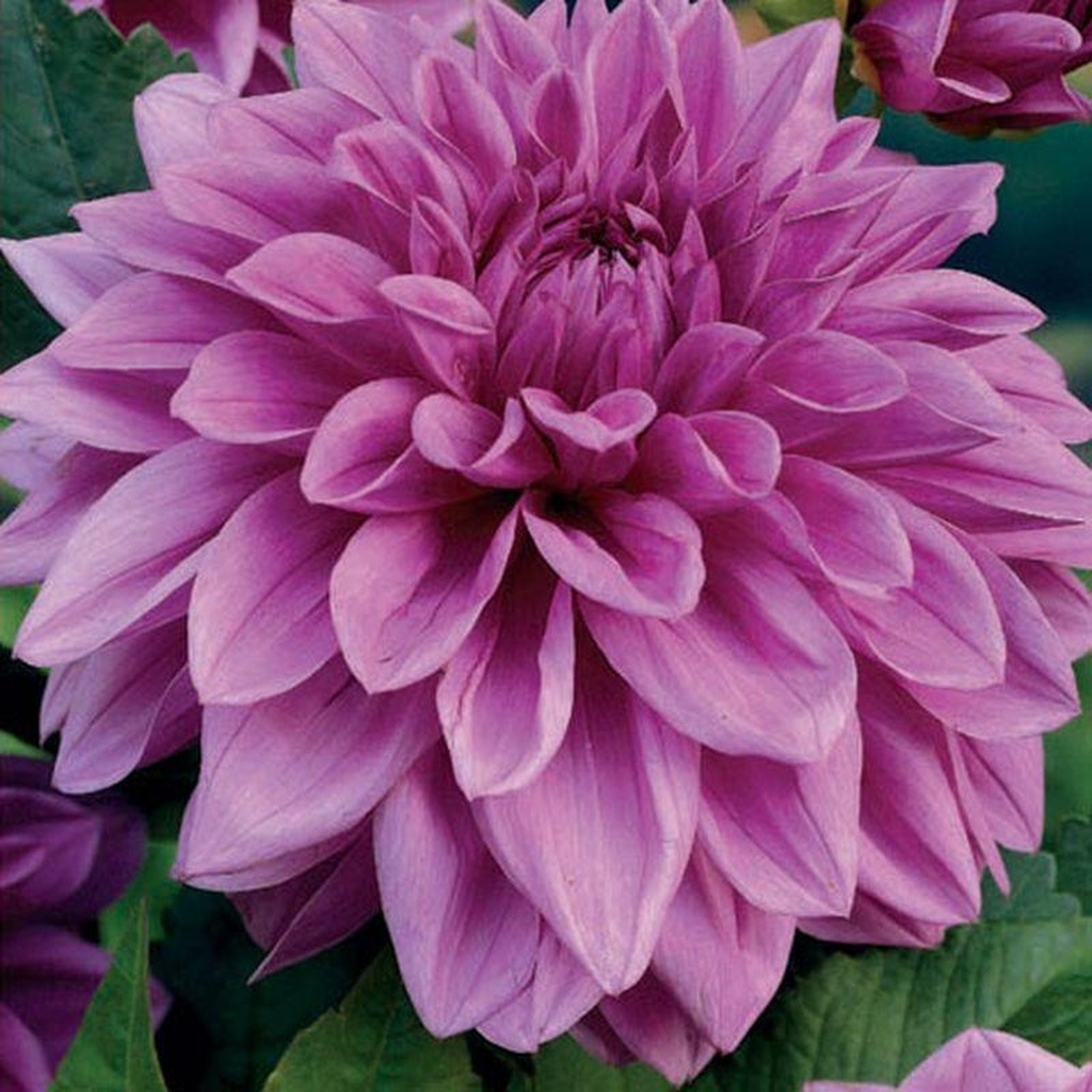 Минивитрина Георгин Лилак Тайм