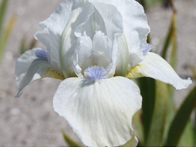 Ирис Вестстар (1 шт)