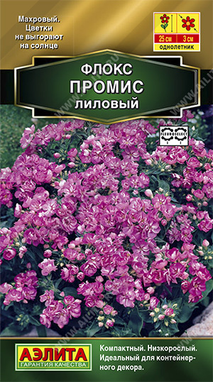 цФлокс Промис лиловый 10шт