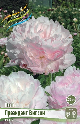 Пион Президент Вилсон 3/5 (1 шт)