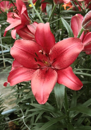 Лилия ЭКОНОМ-СЕРИЯ РЭД КАУНТИ (2 шт)