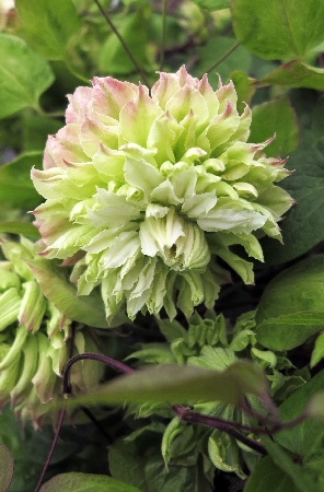 Клематис Мидори (1 шт)