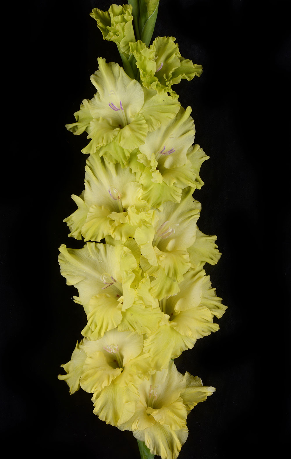 Гладиолус Малахит (7)