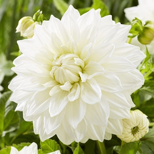 Минивитрина Георгин Буллс Прайд (15 шт)