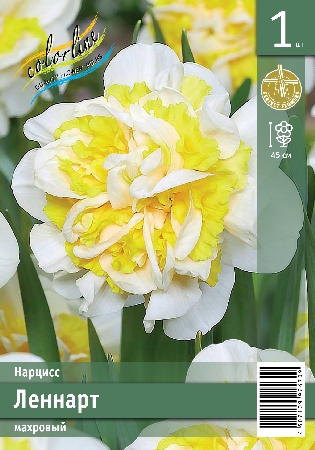 Нарцисс ЭКОНОМ-СЕРИЯ ЛЕННАРТ (1 шт)