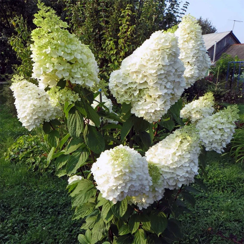 Гортензия Геркулес (коробка) 20шт