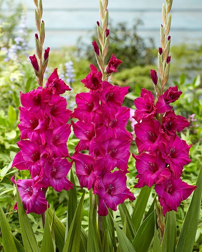Гладиолус Мистик Маджента (10 шт)