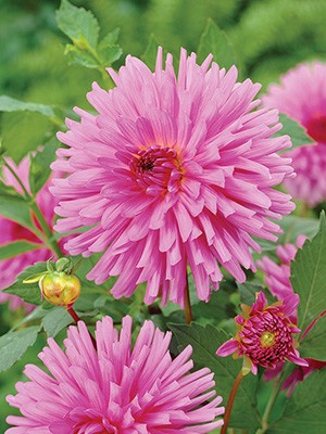 Минивитрина Георгин Эльга Бергергофф (15 шт)