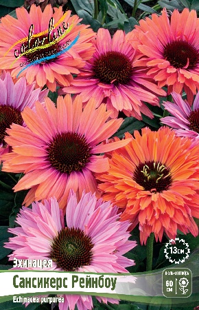 Эхинацея Сансикерс Рейнбоу (1 шт)