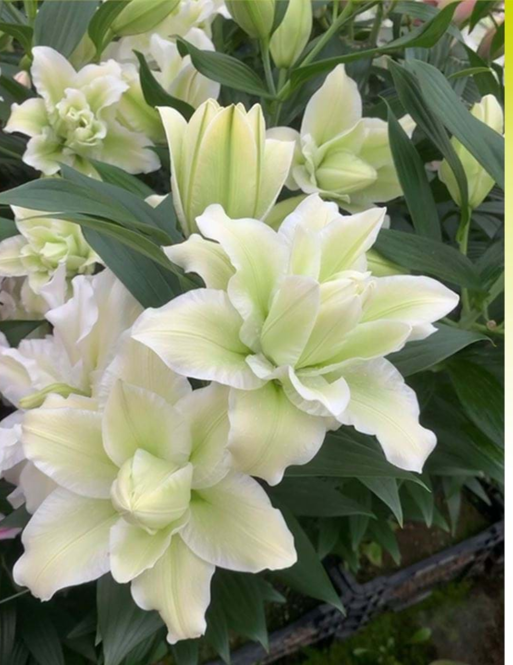 Лилия Роузлили Джоэлла (5 шт)