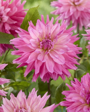 Георгин Титан Фламинго (1 шт)