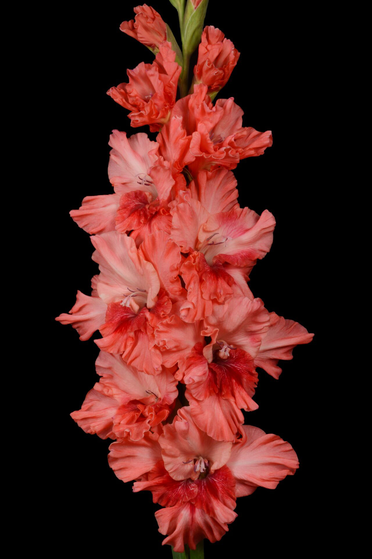 Гладиолус Ягодка Малинка (5 шт)