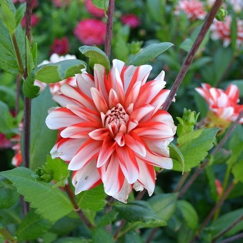 Минивитрина Георгин Динамит (15 шт)