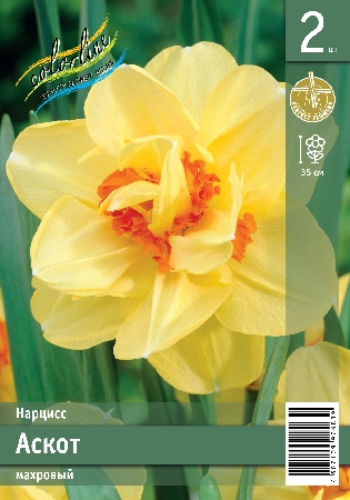 Нарцисс ЭКОНОМ-СЕРИЯ АСКОТ (2 шт)