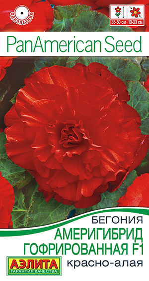 Бегония Америгибрид гофрированная красно-алая 5шт