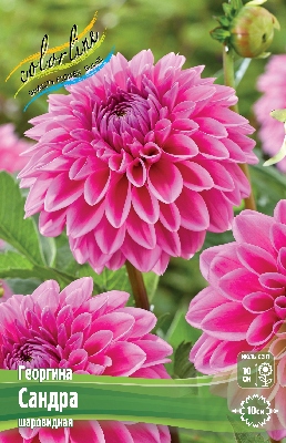 Георгин Сандра (1 шт)
