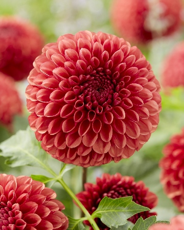 Георгин Коппербой (1 шт)