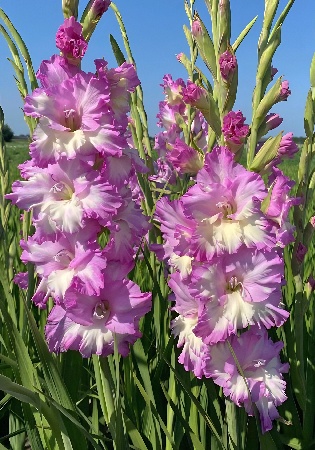 Гладиолус ЭКОНОМ-СЕРИЯ ЦЕРА КОРФИНИО (5 шт)