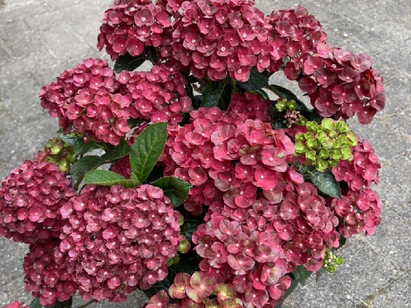 Гортензия  Ребелион Фисташио Лов P12