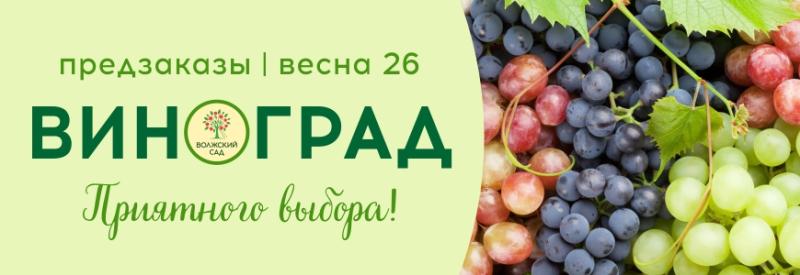 Предварительные заказы на виноград "Волжский сад" на весну 2026 года