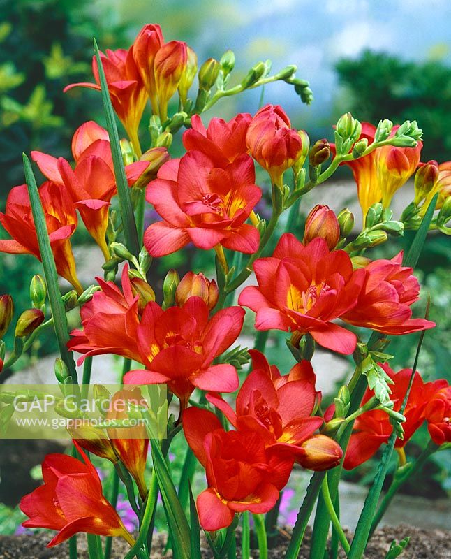 Минивитрина Фрезия Махровая Красная (200 шт)