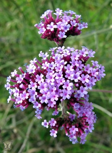 Вербена Файнесс (1 шт)