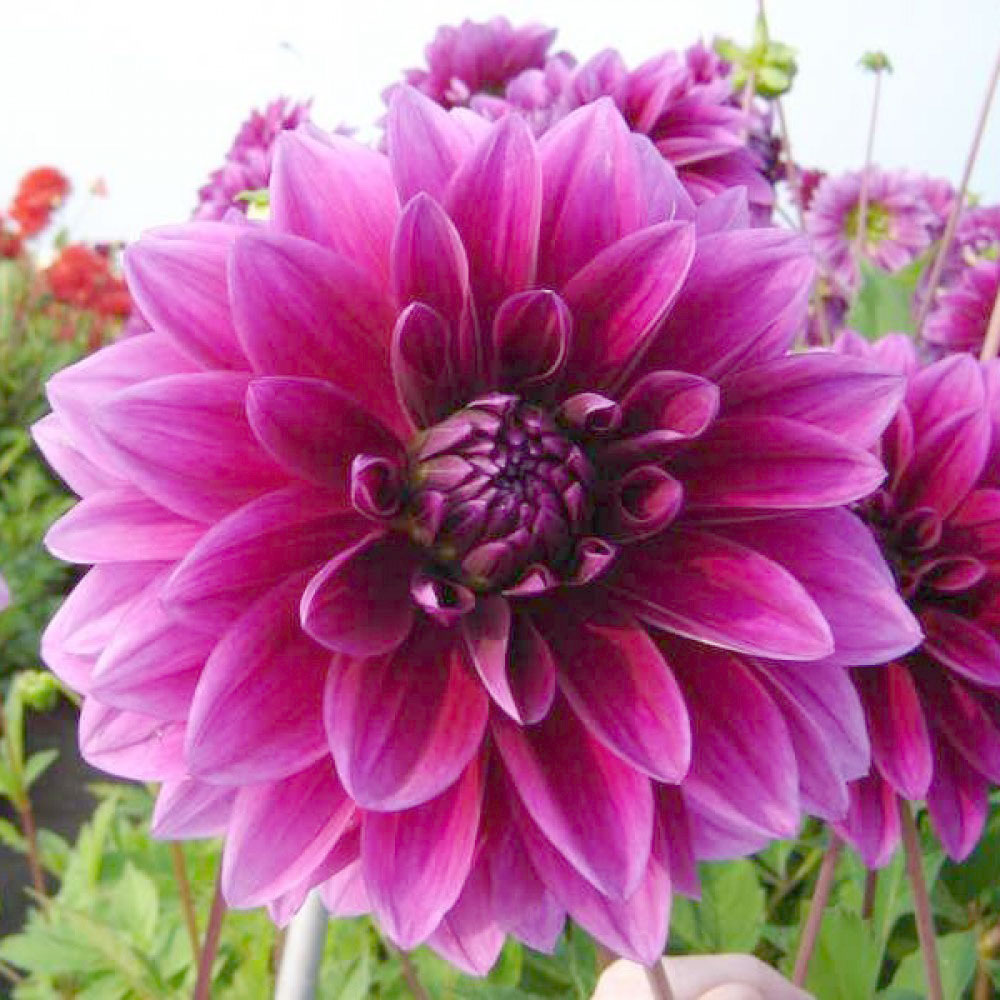 Георгин Ле Барон (1 шт)