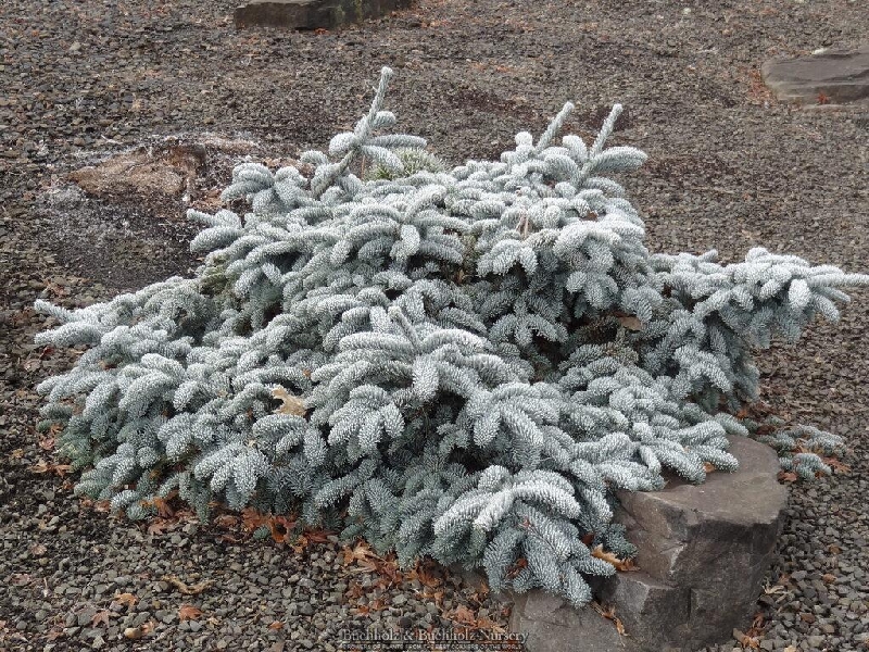 Пихта благородная Глаука Прострата 30-40см с комом