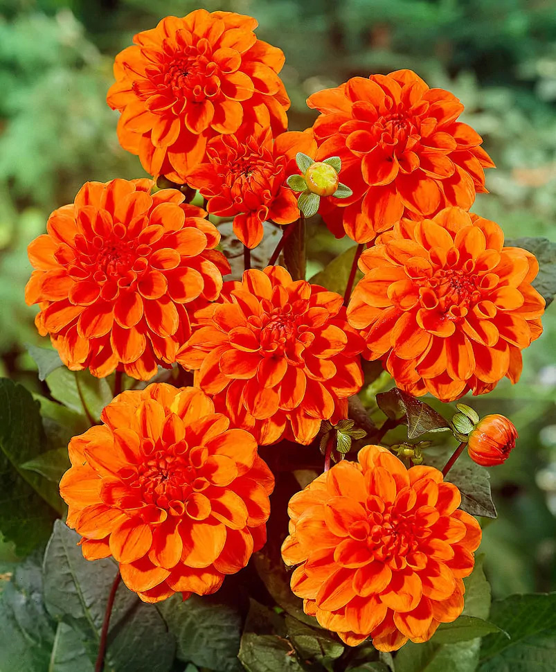 Минивитрина Георгин Оранж Наггет (15 шт)