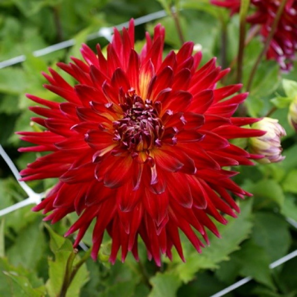 Минивитрина Георгин Манхэттен Айленд (15 шт)