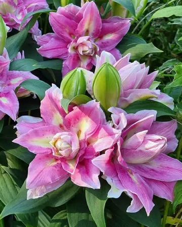 Лилия Фокси Спринг Сюрприз (5 шт)