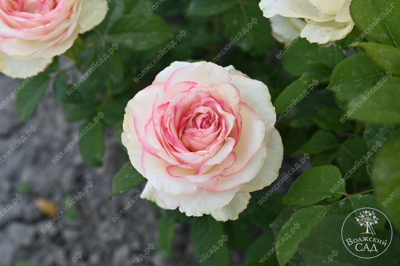 Роза Белла Вита (ч.-гибрид, белый,розовый)
