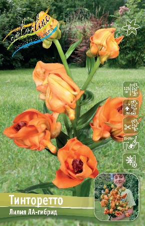 Лилия ТИНТОРЕТТО 16/18 (3 шт)