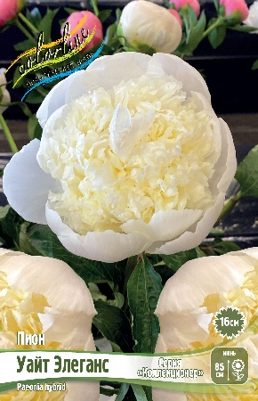 Пион Уайт Элеганс (1 шт)