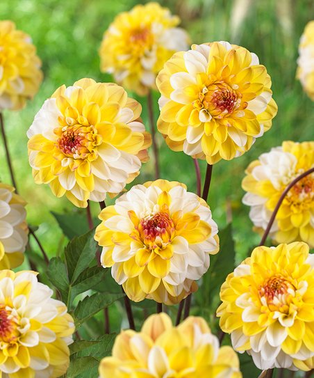 Минивитрина Георгин Дабл Джилл