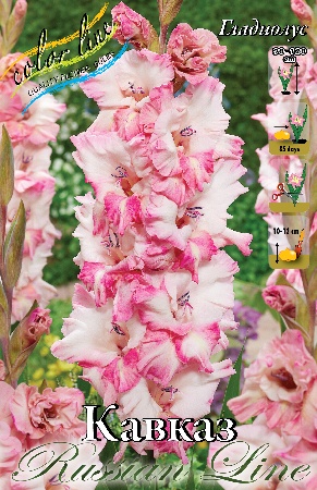 Гладиолус Кавказ 12/14 (7 шт)