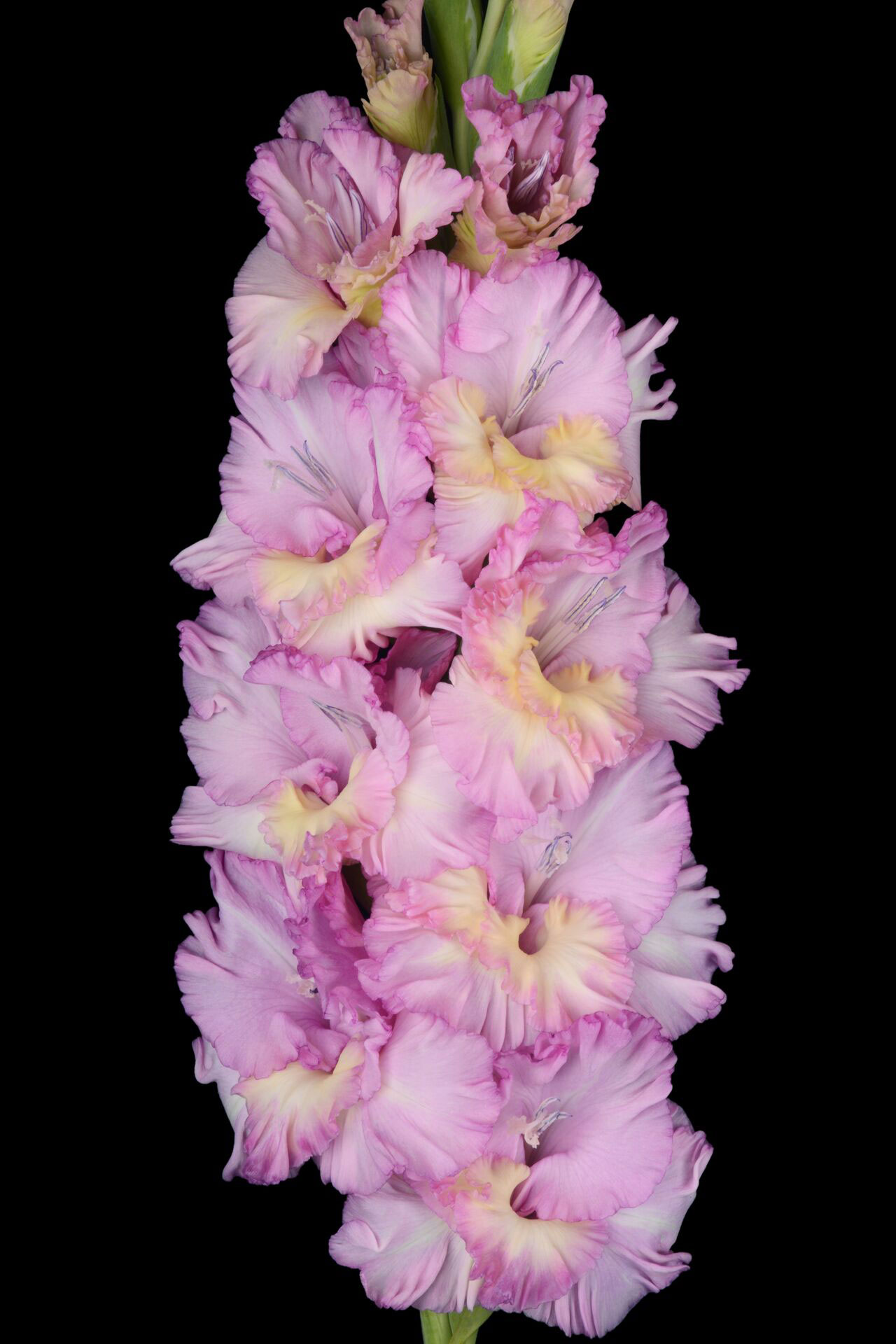 МАКСИ Гладиолус На Сиреневой Луне( (15 шт)