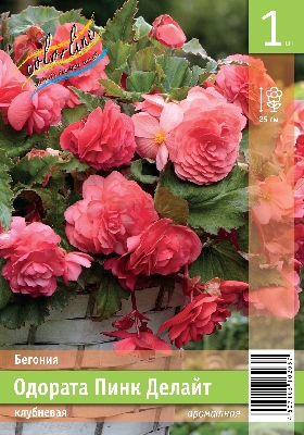 Бегония ЭКОНОМ-СЕРИЯ ОДОРАТА ПИНК ДЕЛАЙТ (1 шт)